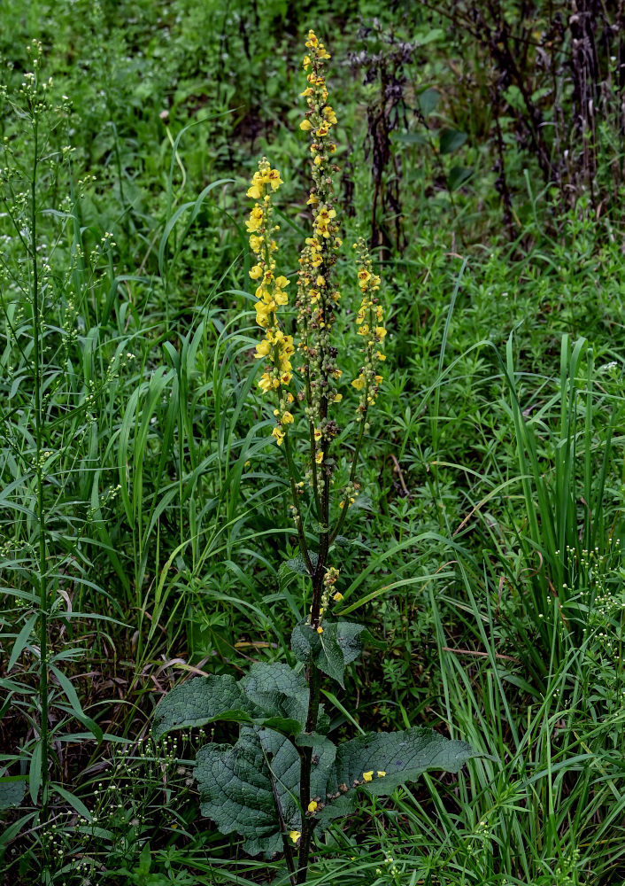 Изображение особи Verbascum nigrum.