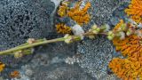 Triglochin palustris