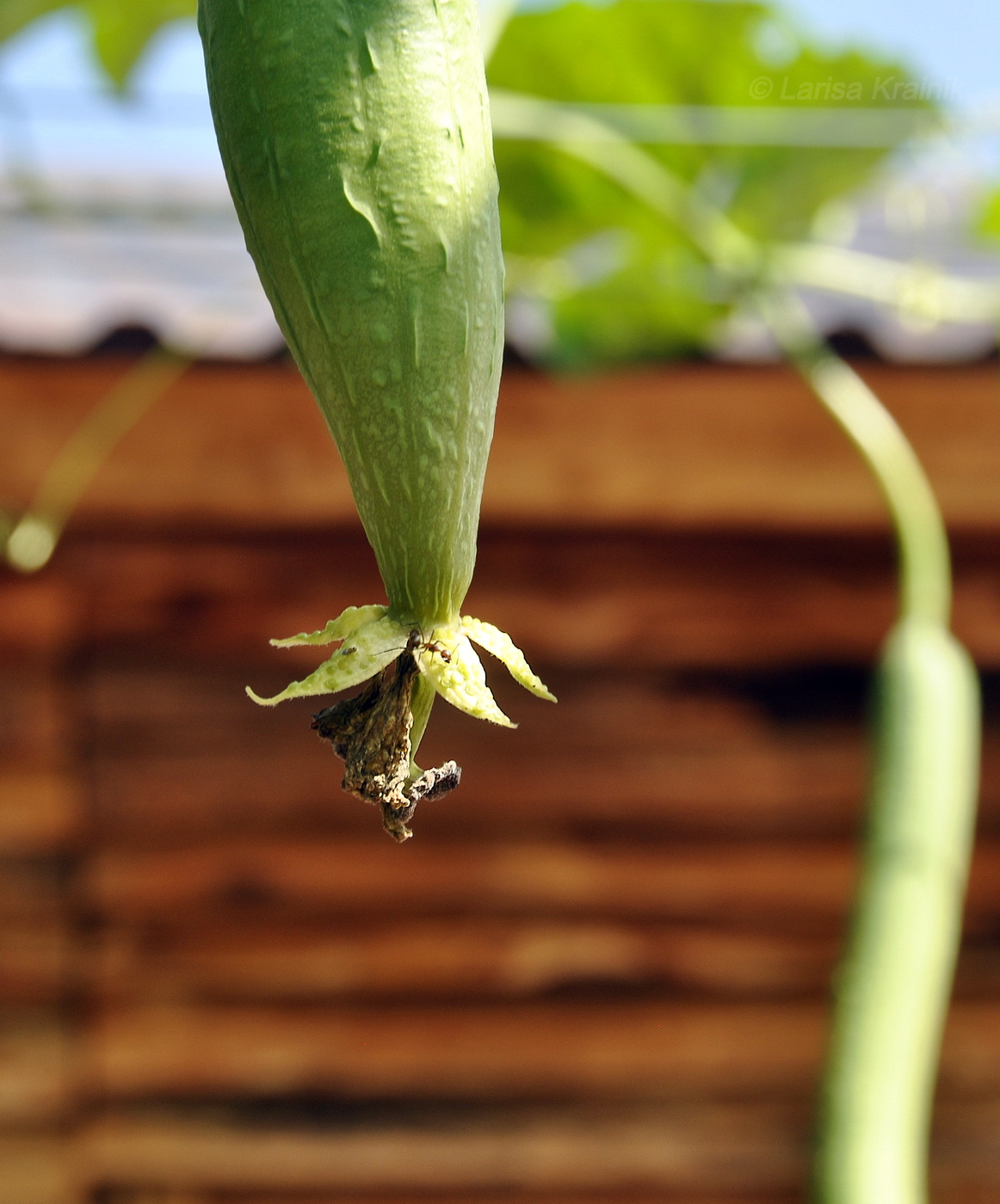 Изображение особи семейство Cucurbitaceae.