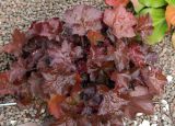 Heuchera &times; hybrida
