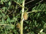 Astragalus turkestanus