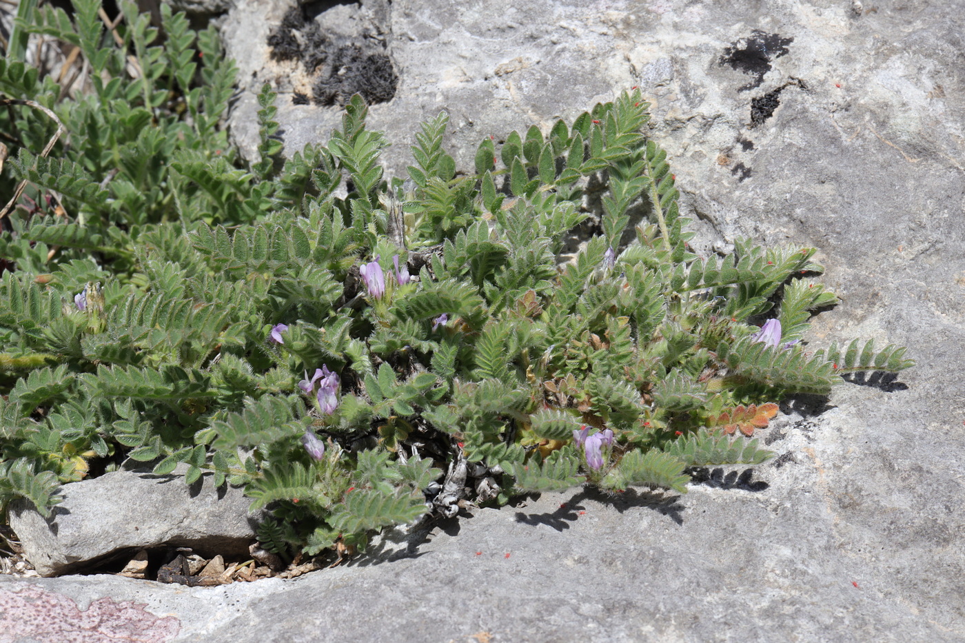 Image of Astragalus sinaicus specimen.