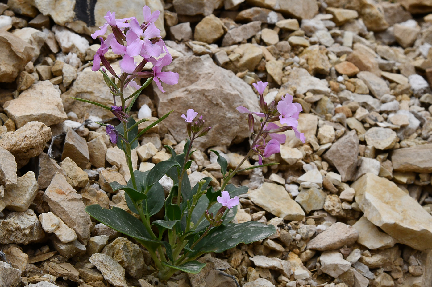 Изображение особи Spryginia crassifolia.