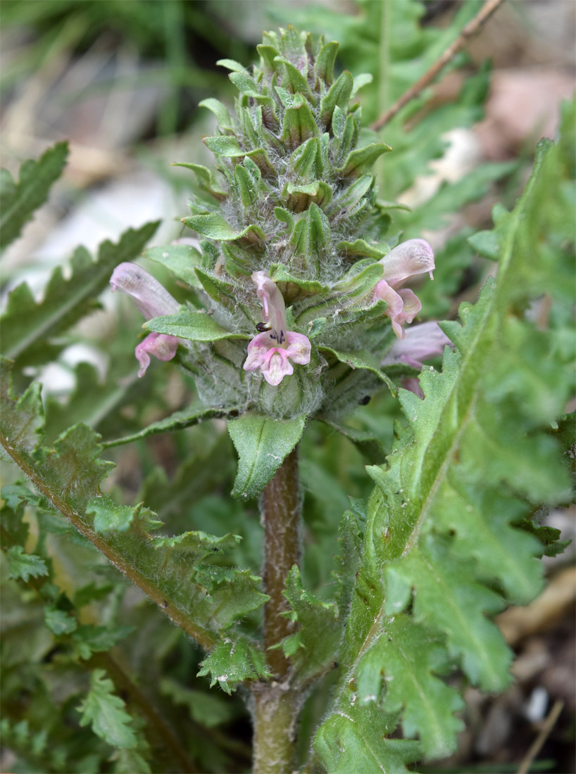 Image of Pedicularis olgae specimen.