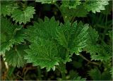 Urtica dioica. Молодые листья. Московская обл., Раменский р-н, окр. дер. Хрипань, садовый участок. 22.04.2025.