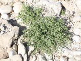 Fagonia mollis. Цветущий кустарничек в каменистой пустыне. Израиль, средняя часть склона к Мёртвому морю. 21.02.2011.
