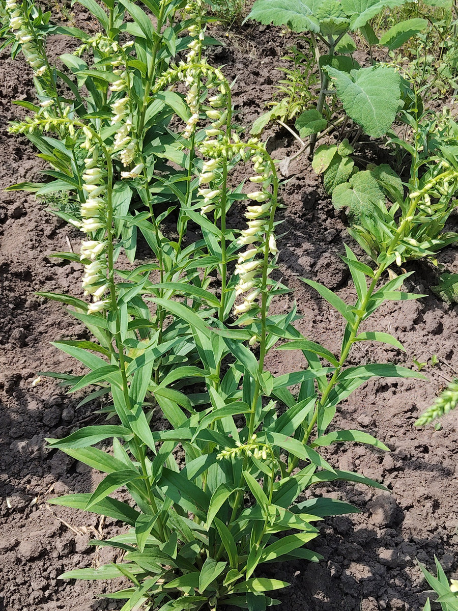 Image of Digitalis lutea specimen.