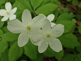Anemone udensis. Цветки. Хабаровский край, г. Комсомольск-на-Амуре, смешанный лес с преобладанием берёзы (Betula), у лесной дороги.
