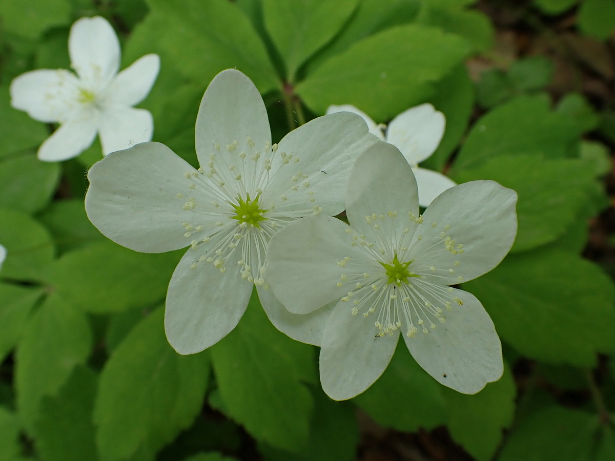 Image of Anemone udensis specimen.