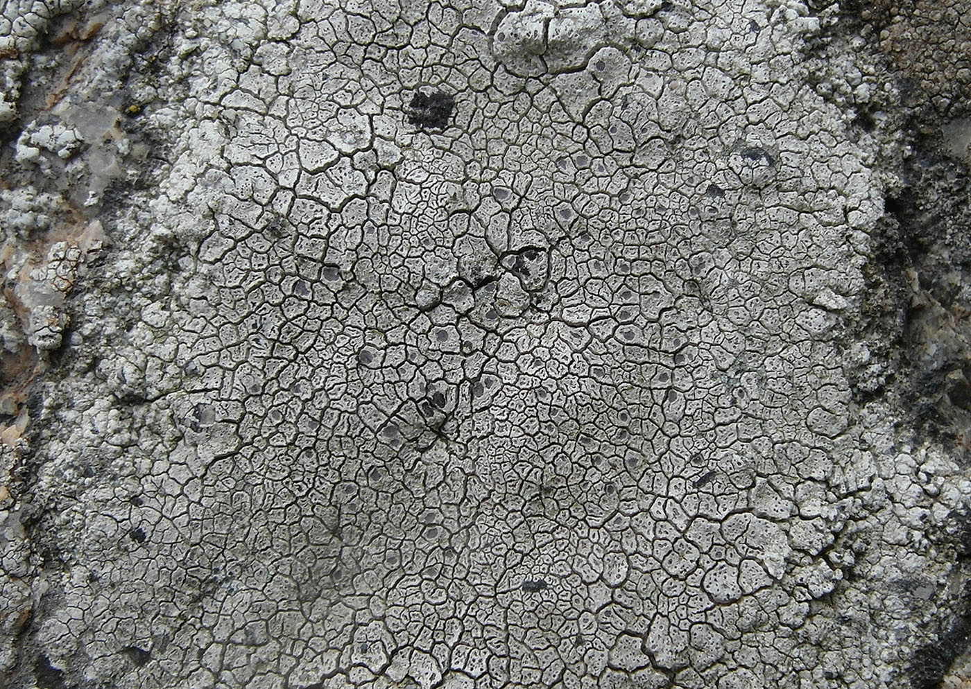 Image of Bellemerea alpina specimen.
