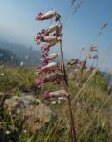 Silene graminifolia. Соцветия. Казахстан, Тянь-Шань, Заилийский Алатау, водораздельная гряда между дол.ми рек Музбель и Малая Алматинка, выс. ок. 3100 м н.у.м., травянистая растительность между скальными выступами гранитов. 17.07.2025.