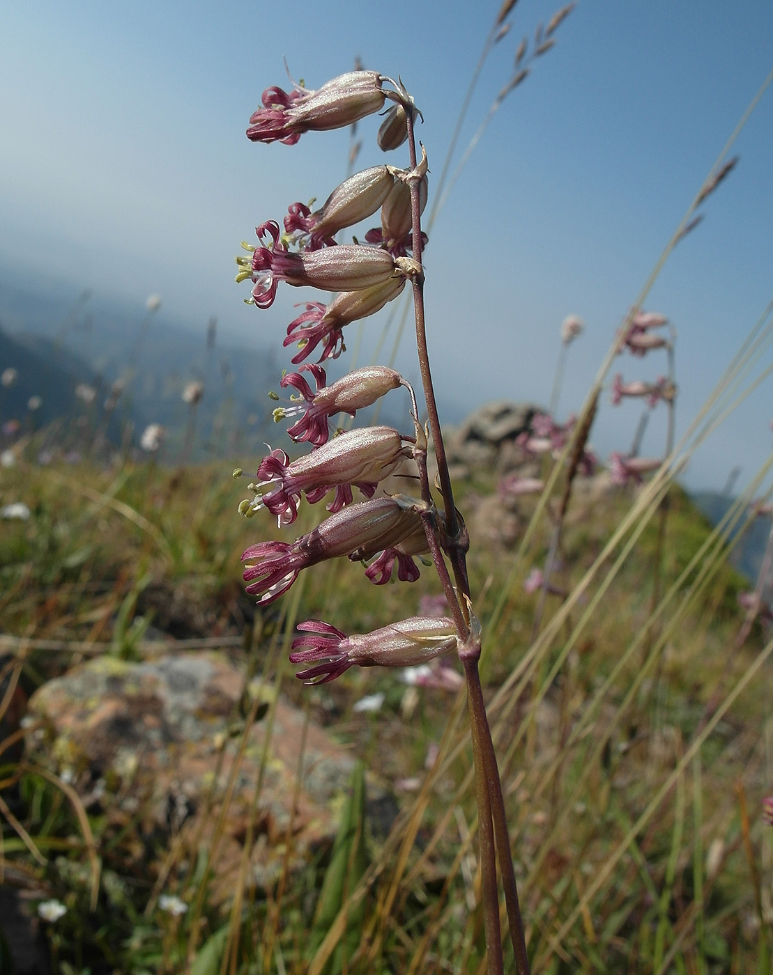 Image of Silene graminifolia specimen.