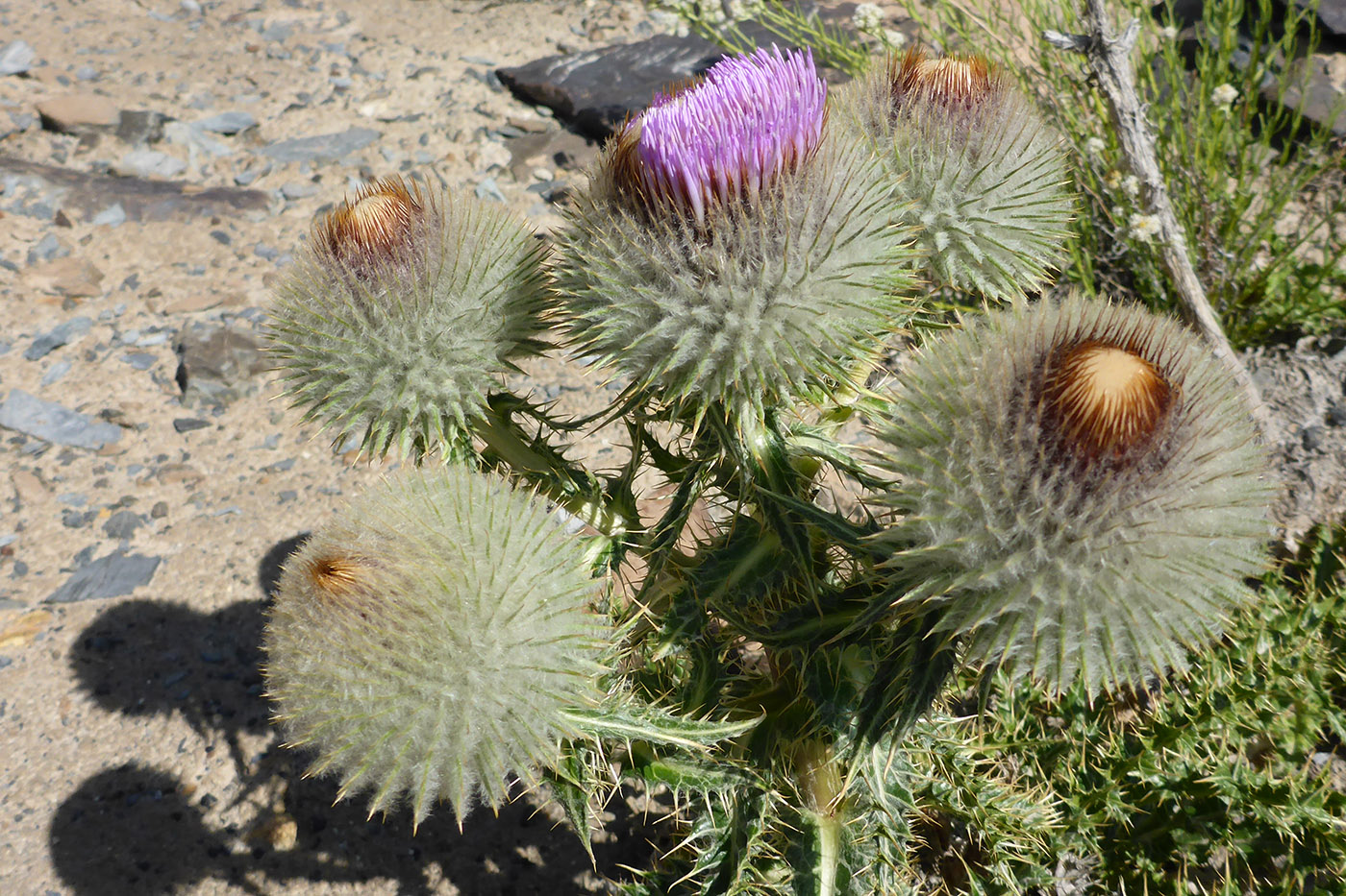Image of Olgaea nivea specimen.