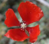 Papaver lecoqii