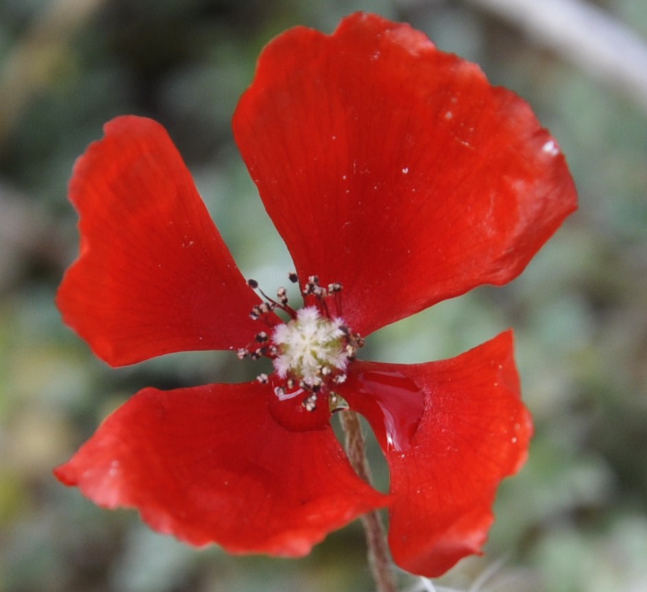 Изображение особи Papaver lecoqii.