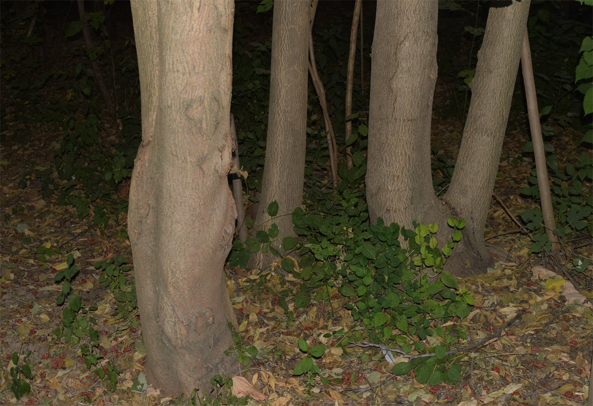 Image of Broussonetia papyrifera specimen.