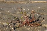 Ludwigia epilobioides. Плодоносящее растение. Приморский край, Уссурийский ГО, окр. ж.-д. пл. 9194 км, дол. р. Раздольная на левом берегу, пойма, илистые отложения. 22.09.2025.