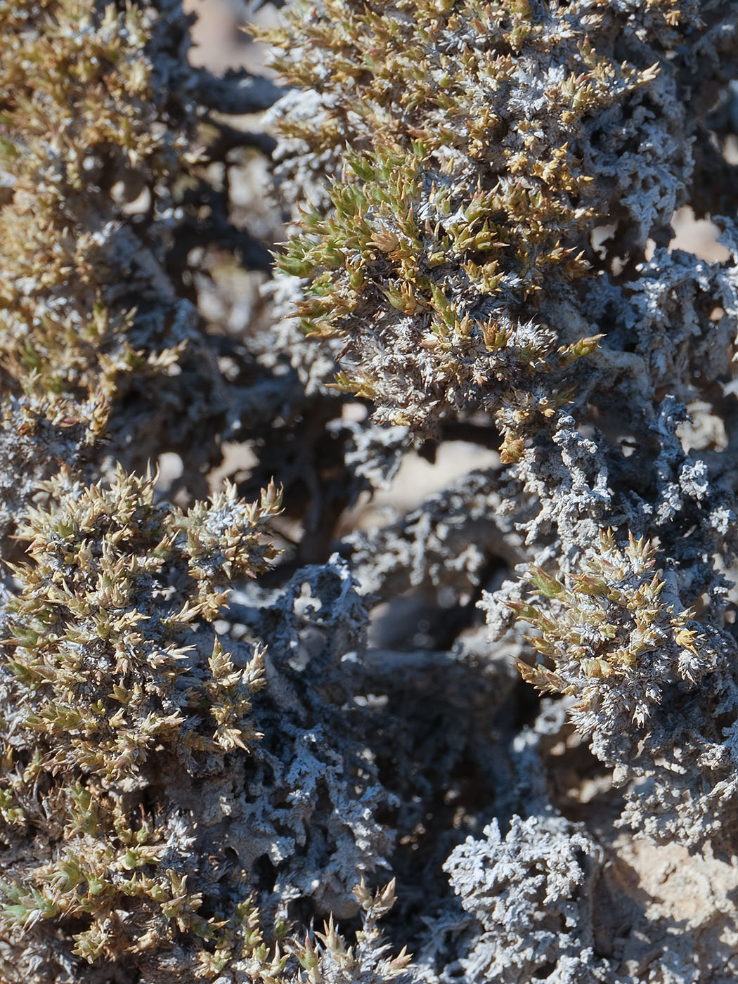 Image of Nanophyton iliense specimen.