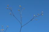 Смотреть изображение Linum catharticum