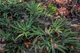Adiantum hispidulum
