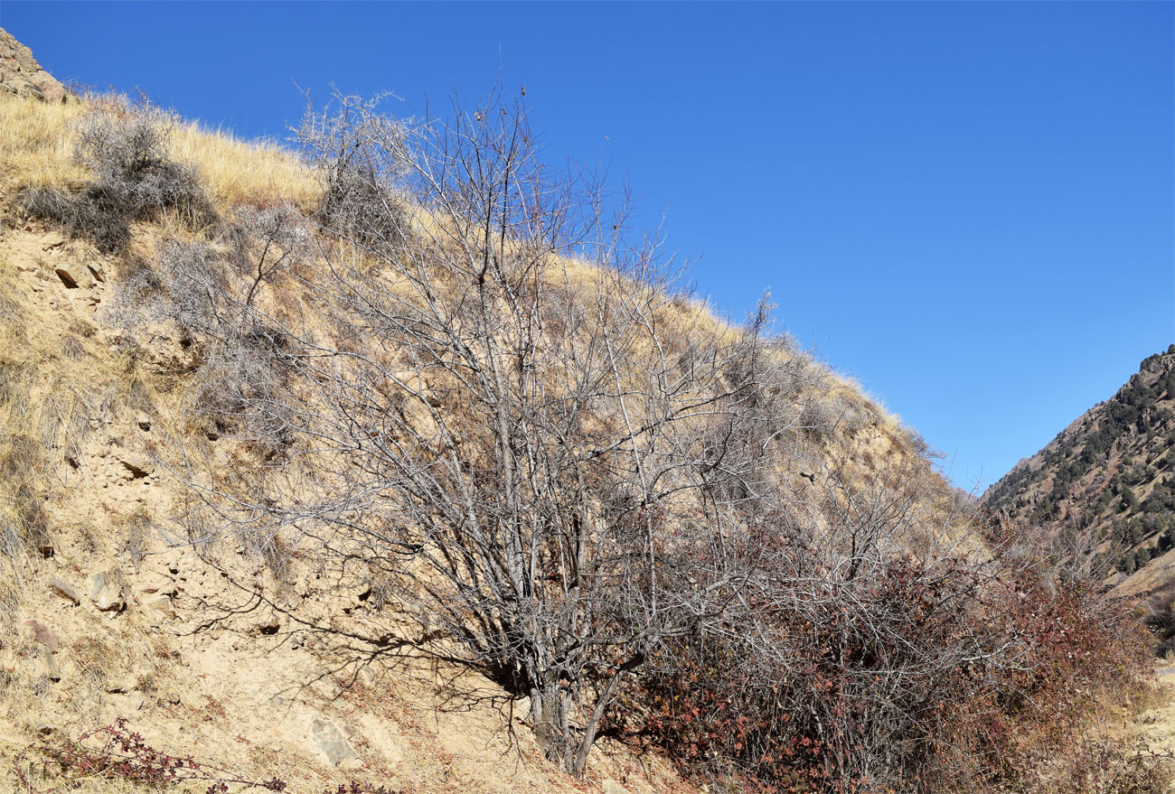 Image of Prunus cerasifera specimen.