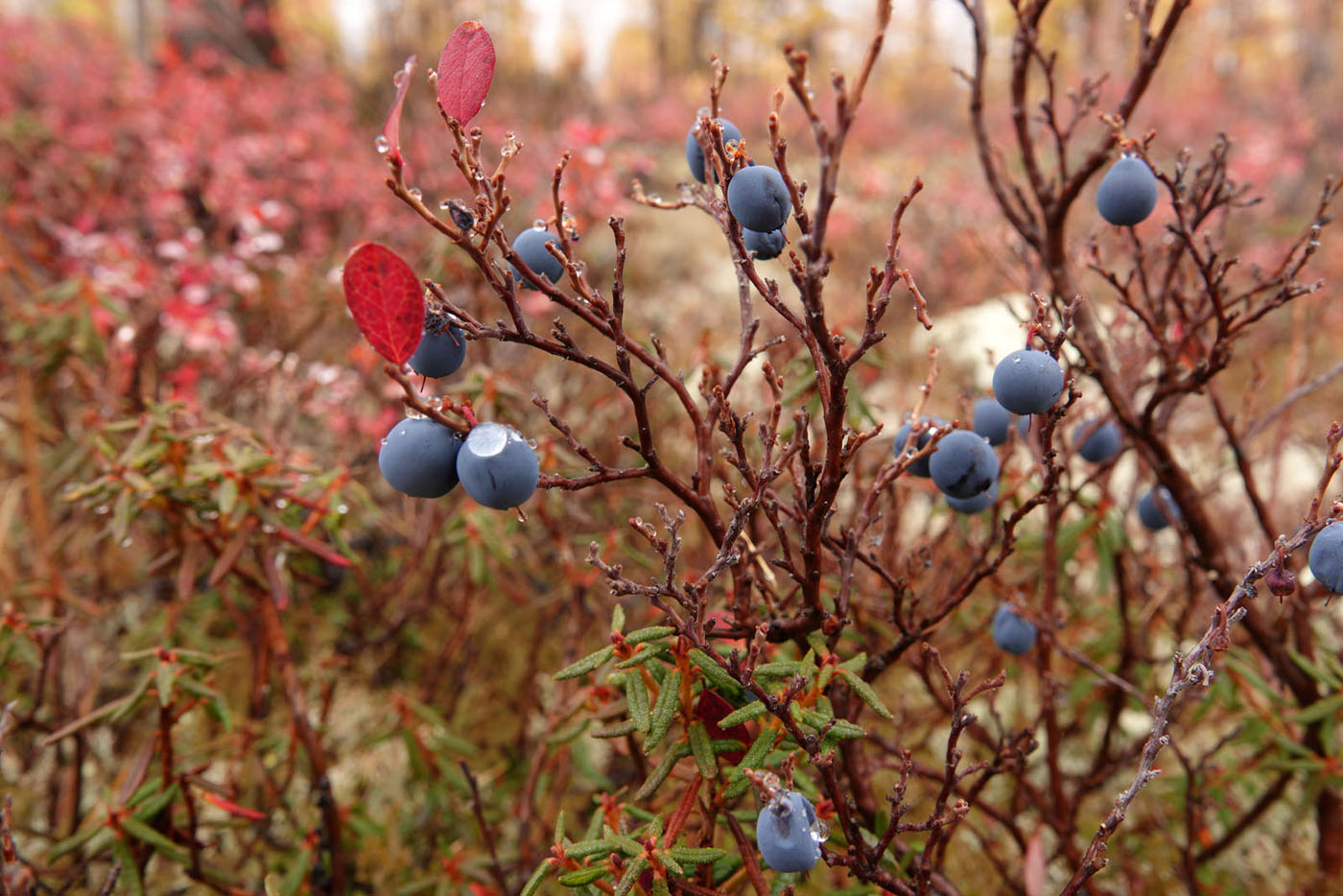 Image of Vaccinium uliginosum specimen.