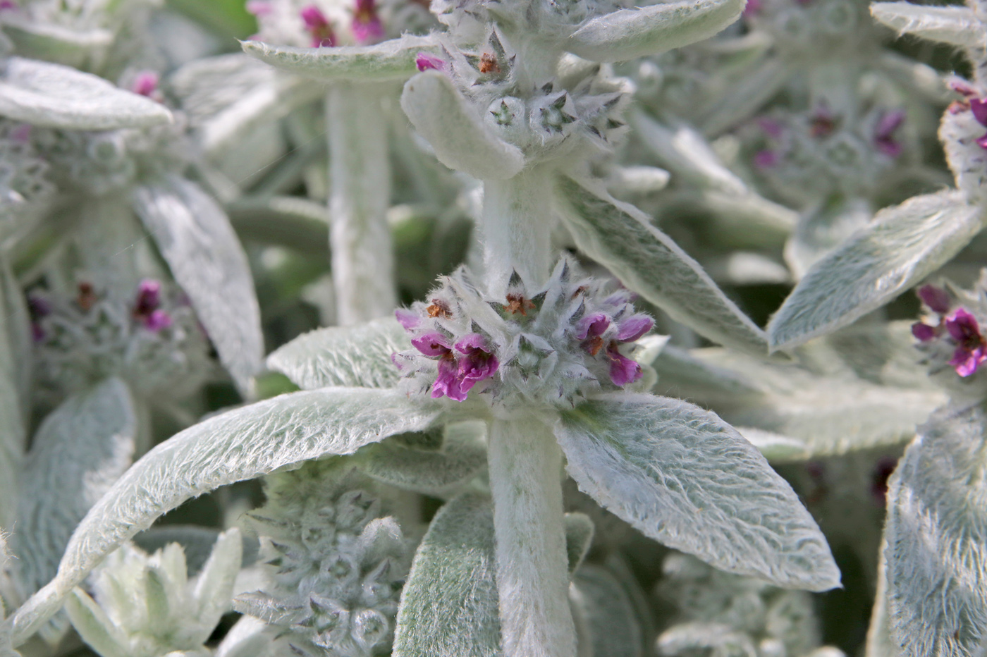 Image of Stachys byzantina specimen.