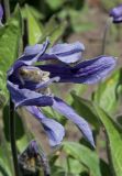 Clematis integrifolia