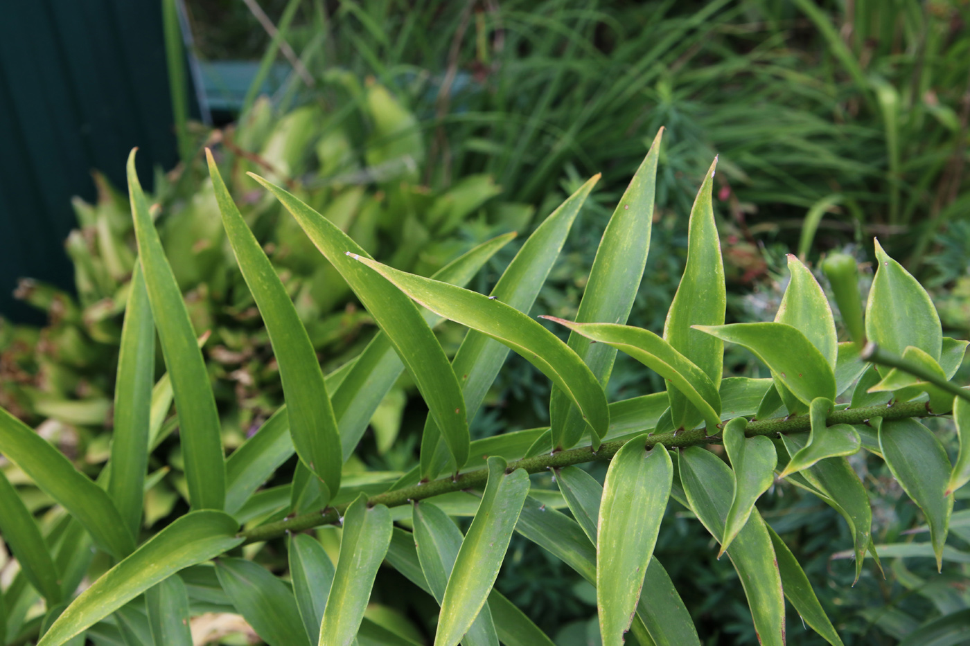Image of Lilium henryi specimen.