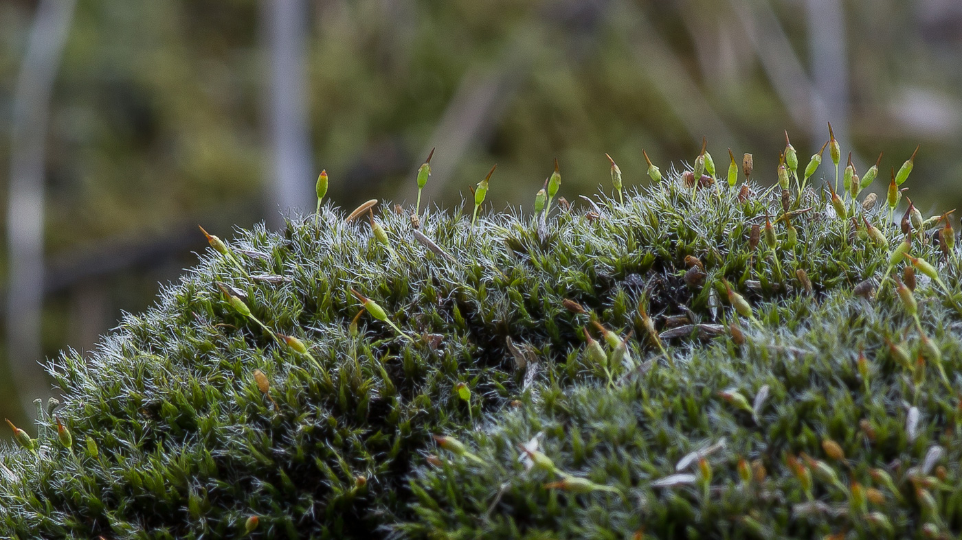 Image of Grimmia longirostris specimen.