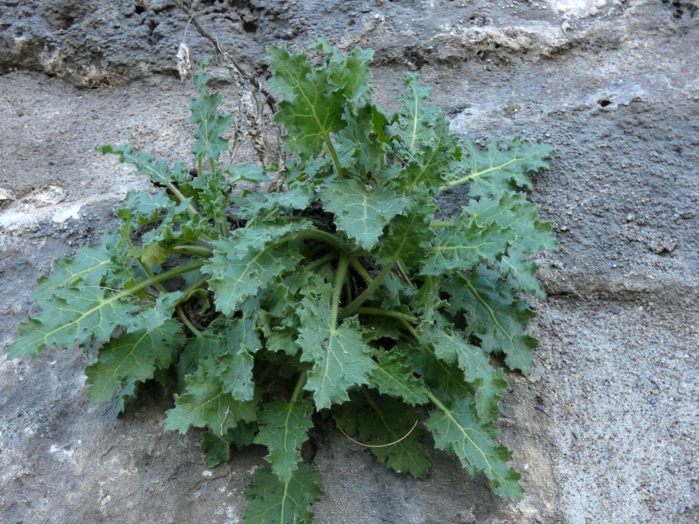 Image of Hyoscyamus aureus specimen.