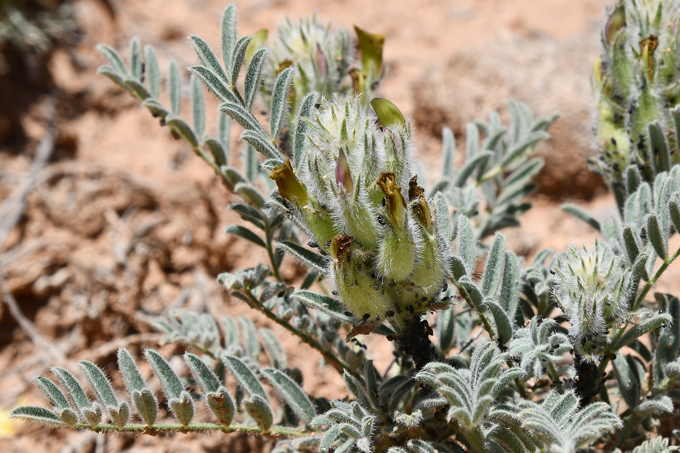 Image of genus Astragalus specimen.
