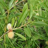 Amygdalus nana. Ветвь с плодами. Ульяновская обл., Мелекесский р-н, окр пос. Вишенка, Медвежий овраг, участок кустарниковой степи на склоне. 06.06.2024.