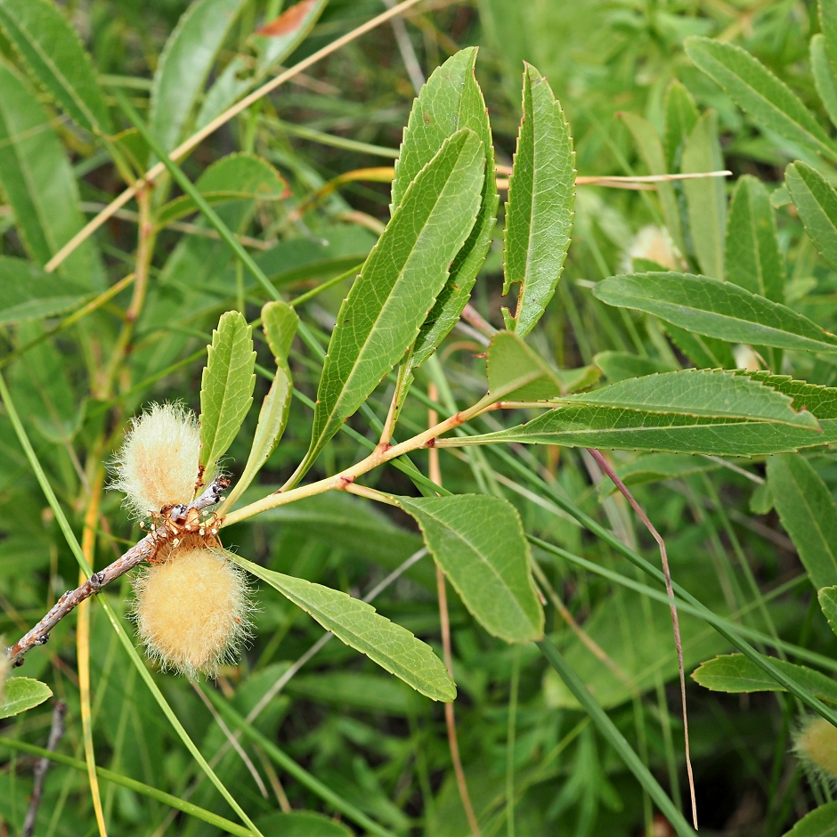 Изображение особи Amygdalus nana.