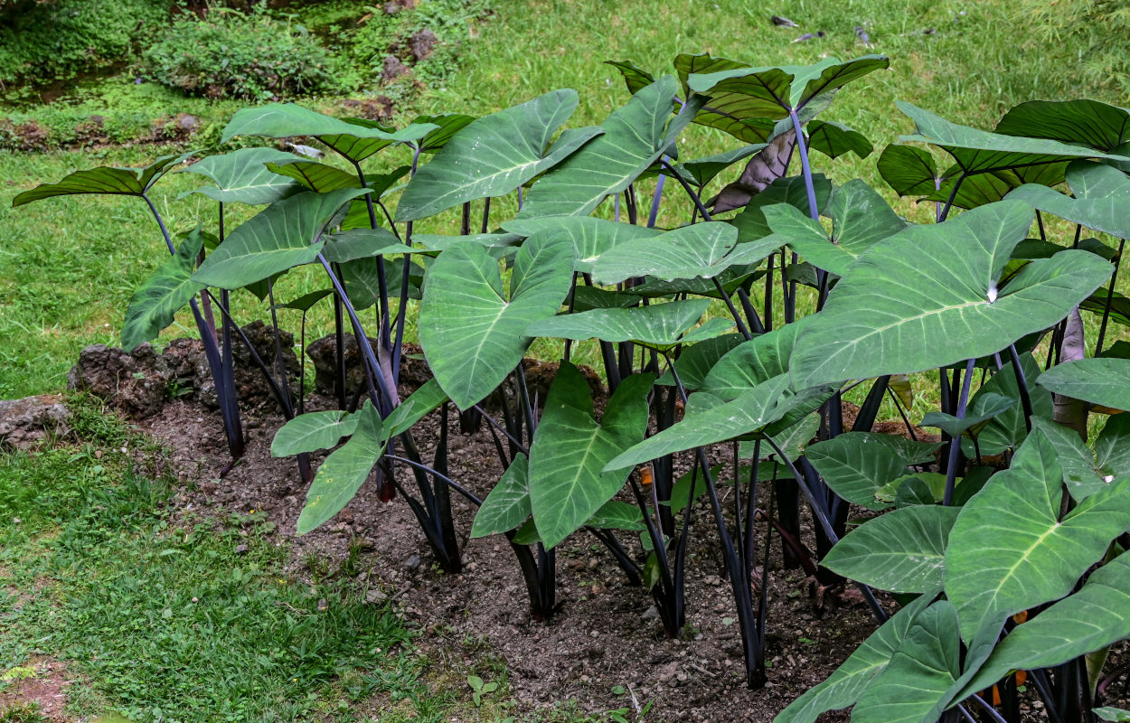 Изображение особи Colocasia esculenta.