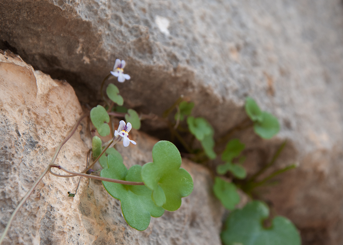 Изображение особи Cymbalaria longipes.