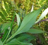 Saussurea neoserrata. Нижняя часть побега (вид на абаксиальную поверхность листа). Приморский край, Партизанский р-н, окр. г. Находка (мкр-н Врангель), верховья р. Глинка, в редкостойном дубовом лесу. 12.09.2015.