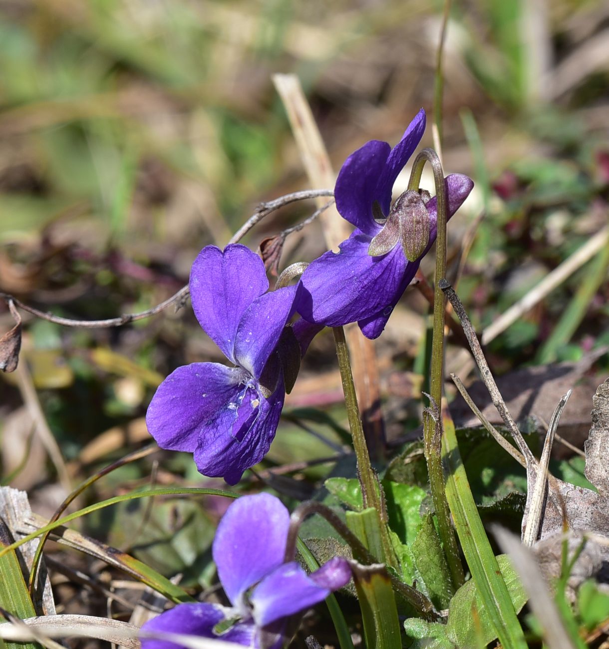 Изображение особи Viola suavis.