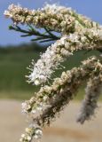 Tamarix africana. Верхушка соцветия. Испания, Каталония, пров. Жирона, комарка Баш Эмпорда, муниципалитет Пальс, заливные поля, заросли кустарников на пересечении полевых дорог. 23.04.2026.