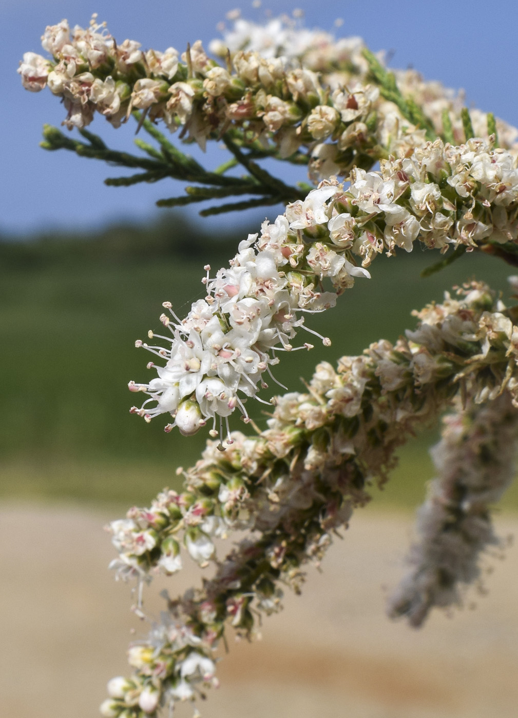 Изображение особи Tamarix africana.