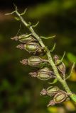 Epipactis atrorubens. Верхушка стебля с плодами. Санкт-Петербург, Приморский р-н, заказник «Северное побережье Невской губы», дорожка в светлом смешанном лесу. 28.08.2025.