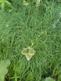 Paeonia tenuifolia. Плод и листья. Часть ветви плодоносящего растения. Волгоград, Волгоградский региональный ботанический сад. 23.05.2026.