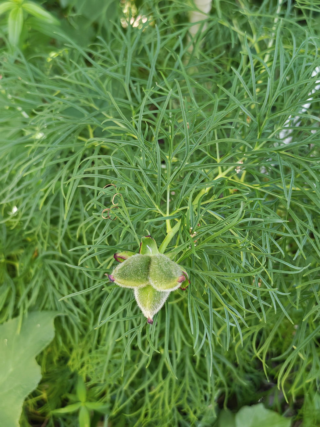 Изображение особи Paeonia tenuifolia.
