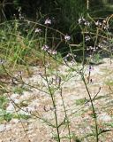 Verbena officinalis