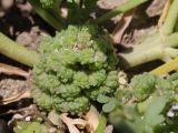 Coronopus squamatus. Соплодие. Крым, Байдарская дол., пересохшая вымочка на пастбище. 20.06.2026.