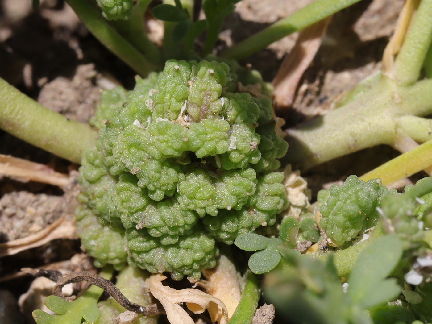 Image of Coronopus squamatus specimen.