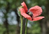 genus Papaver