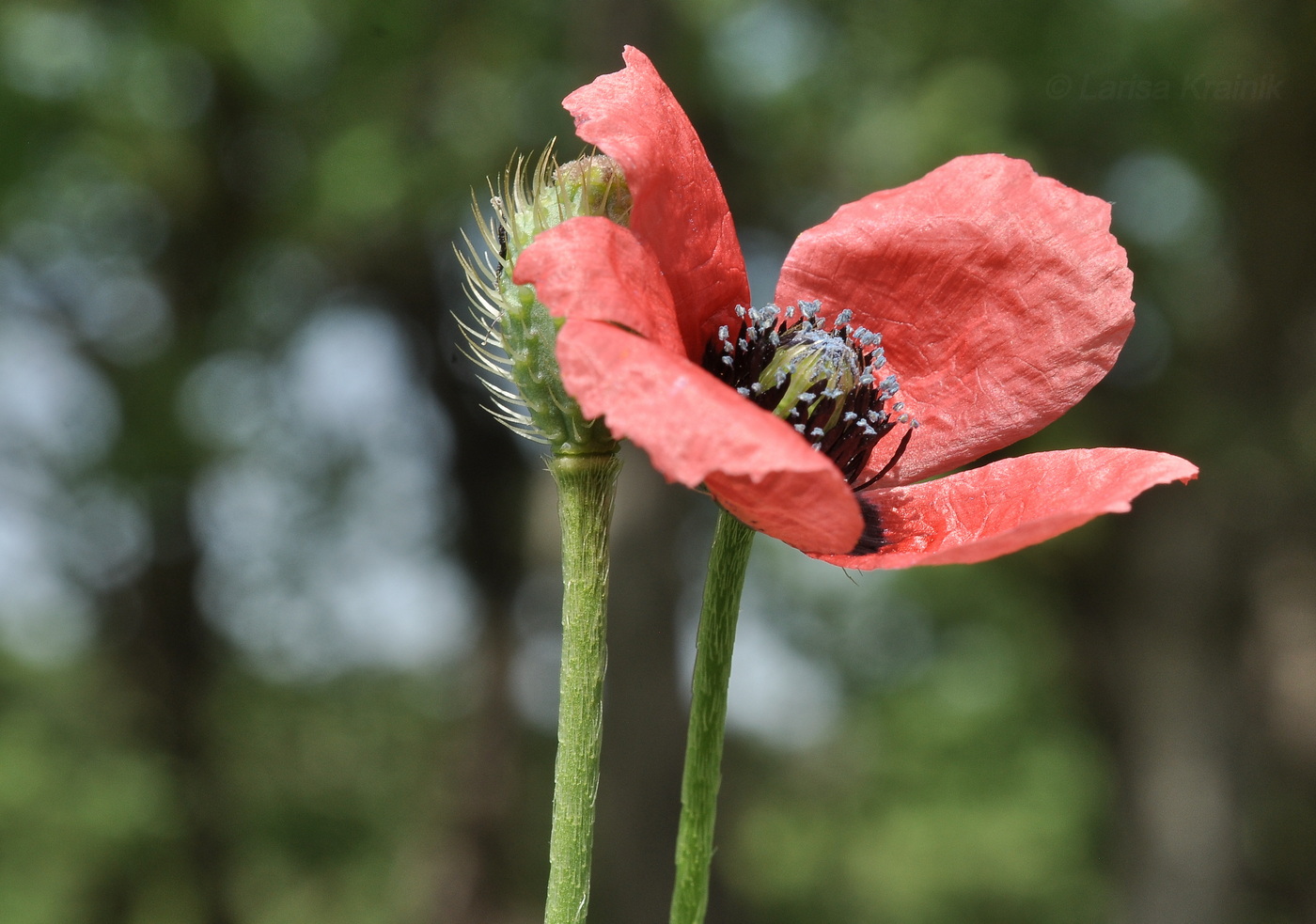 Image of Papaver hybridum specimen.