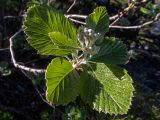 Sorbus taurica