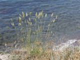 Agropyron pinifolium. Цветущее растение. Крым, окр. Феодосии, Лисья бухта, приморский глинистый склон. 17 июня 2026 г.